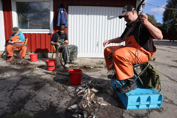 Tre män sitter utomhus och tömmer fiskenät.