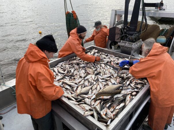 Ett stort bord fyllt med fisk och fyra personer i orange kläder runt omkring bordet.