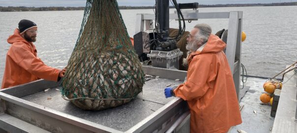 Stort nät fyllt med fisk är på väg att tömmas på båten.