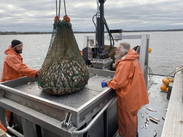 Stort nät fyllt med fisk är på väg att tömmas på båten.